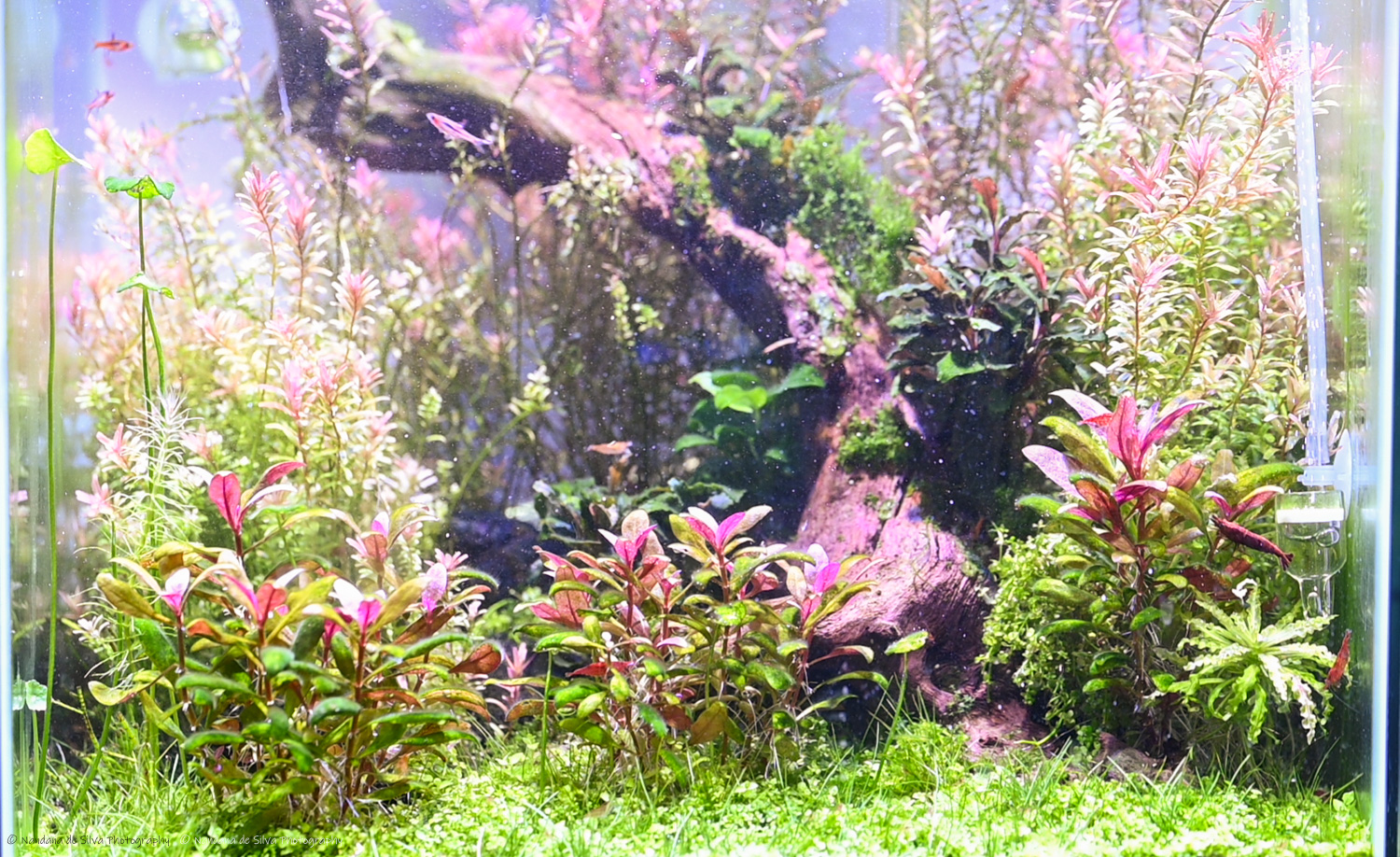 Aquascape - Planted Display