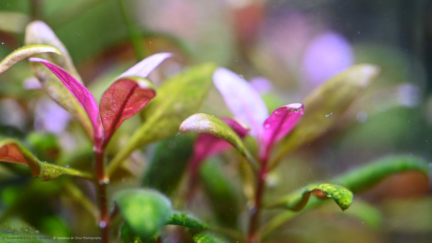 Aquascape - Plant Detail