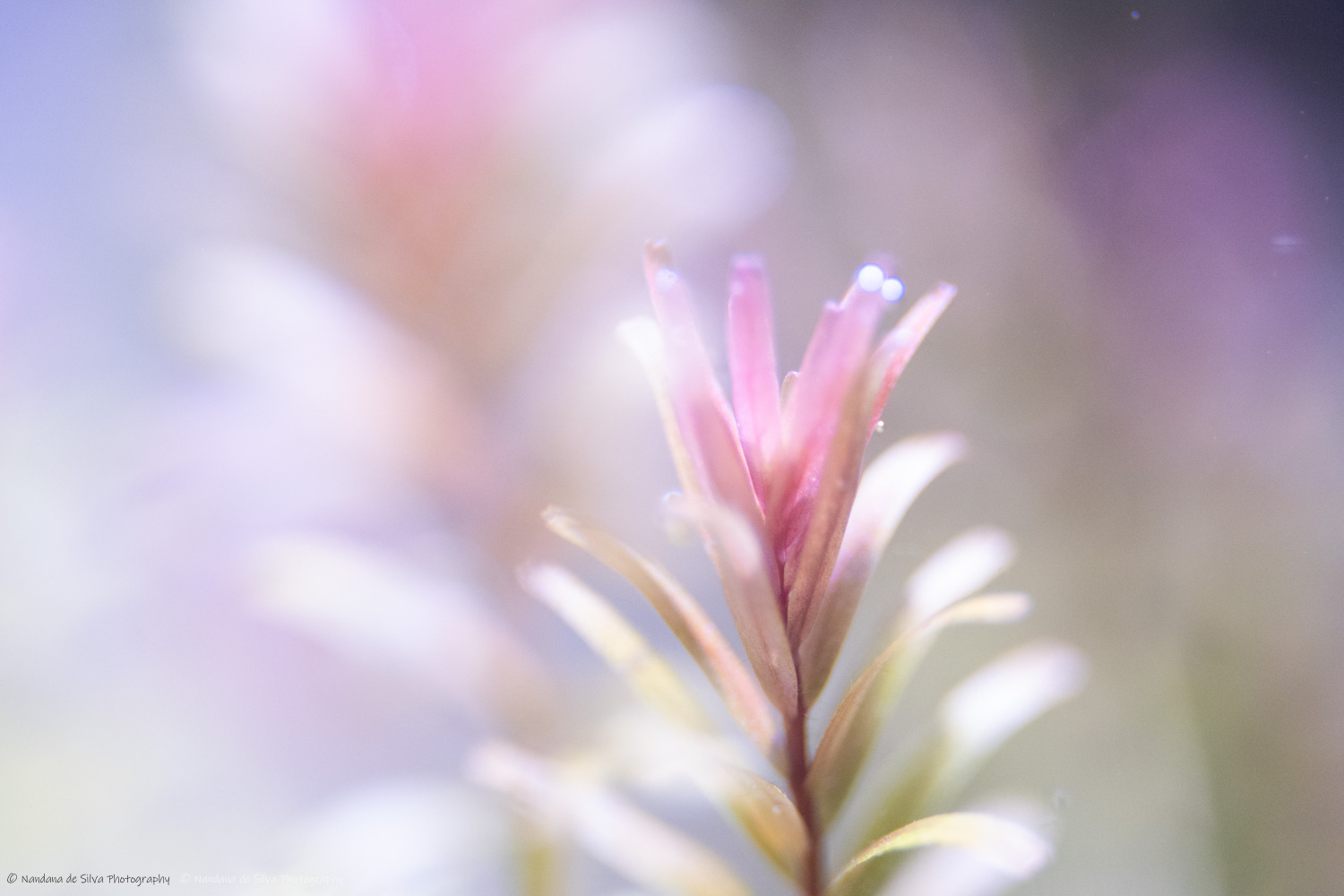 Aquascape - Macro Shot