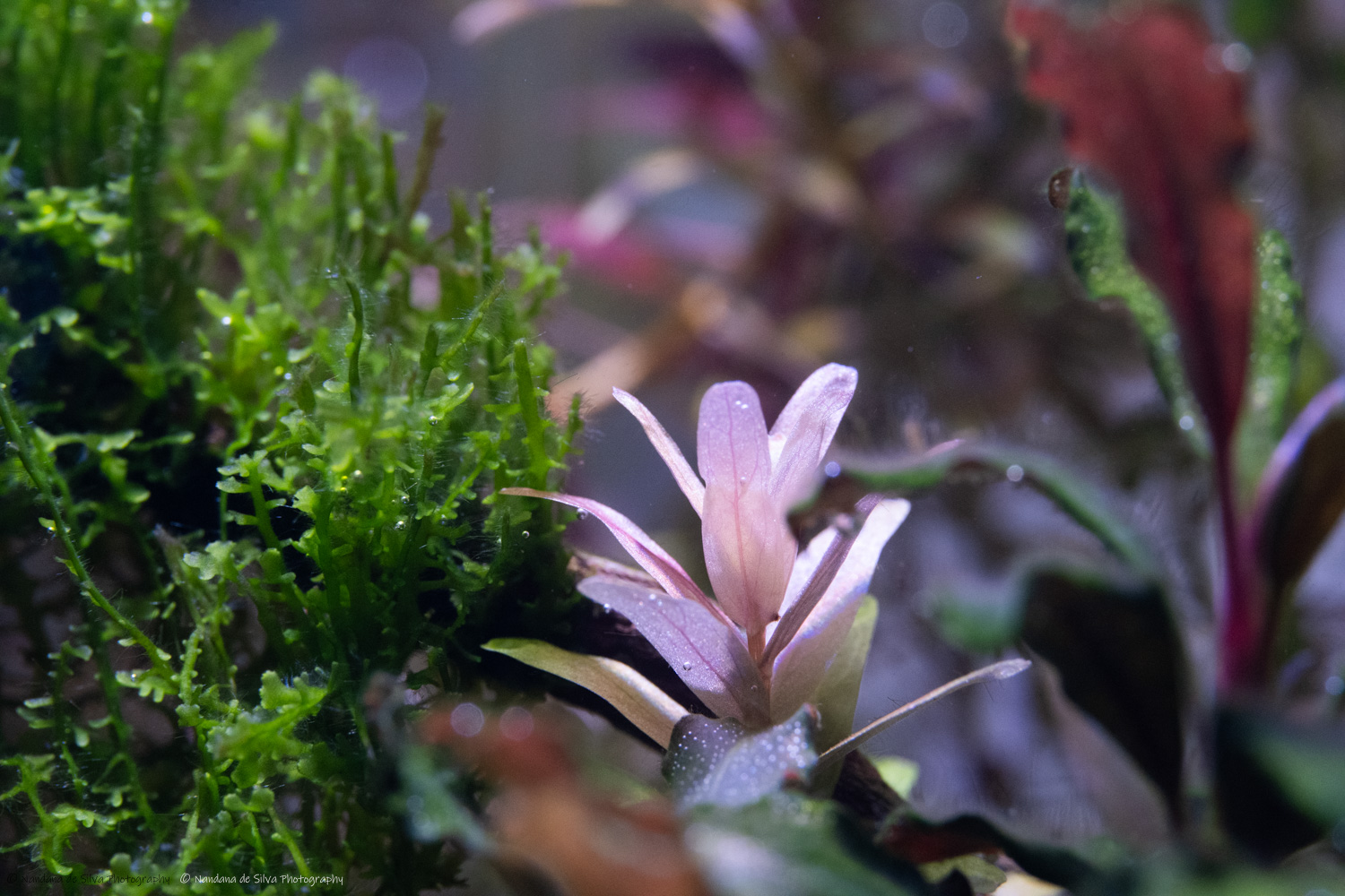 Aquascape - Plant Growth