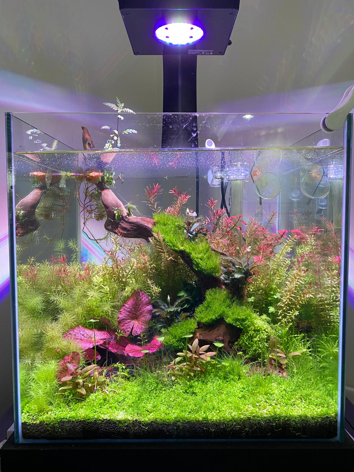 Aquascape - Full Tank View