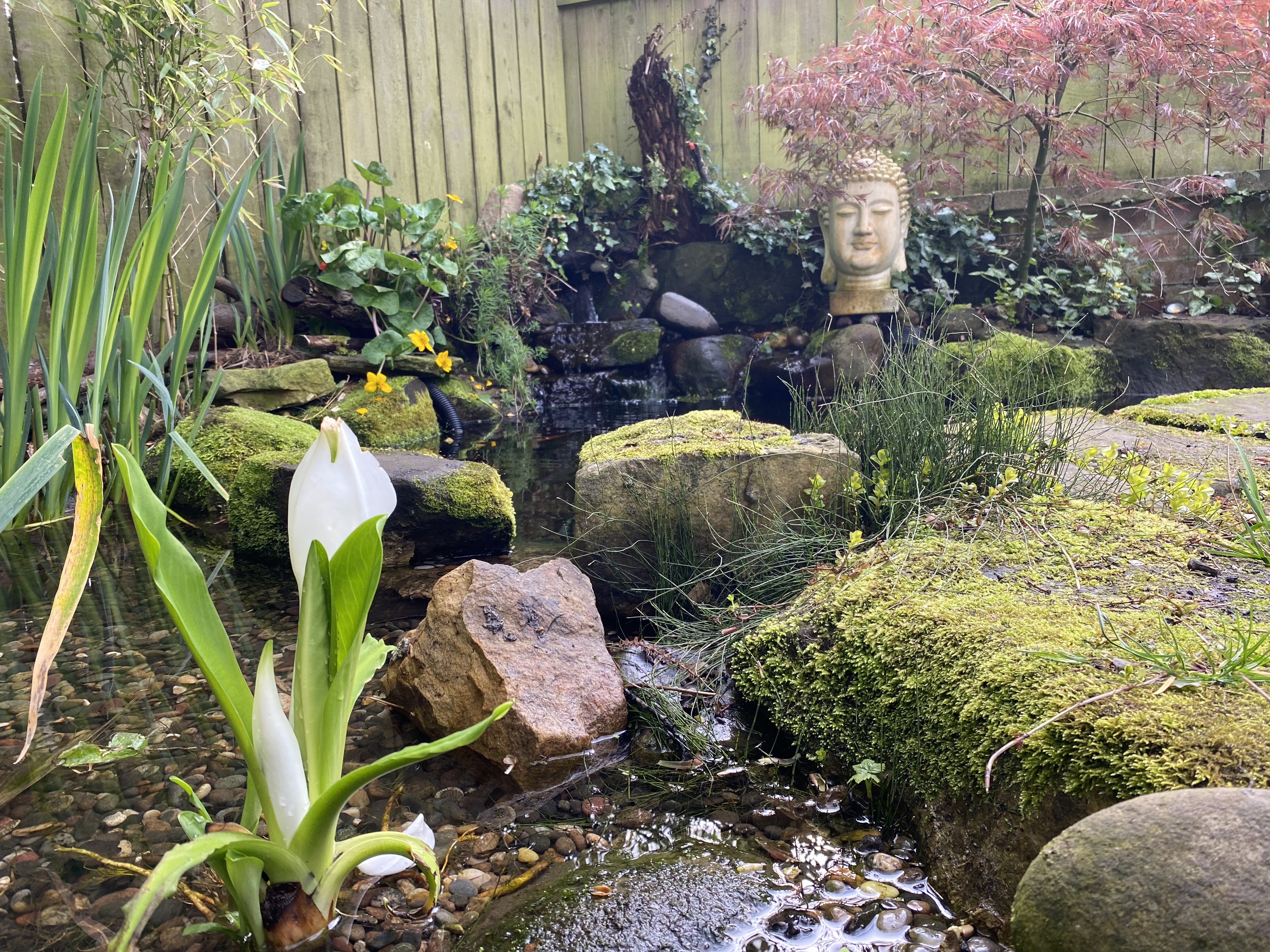 Garden Pond - Mature Planting