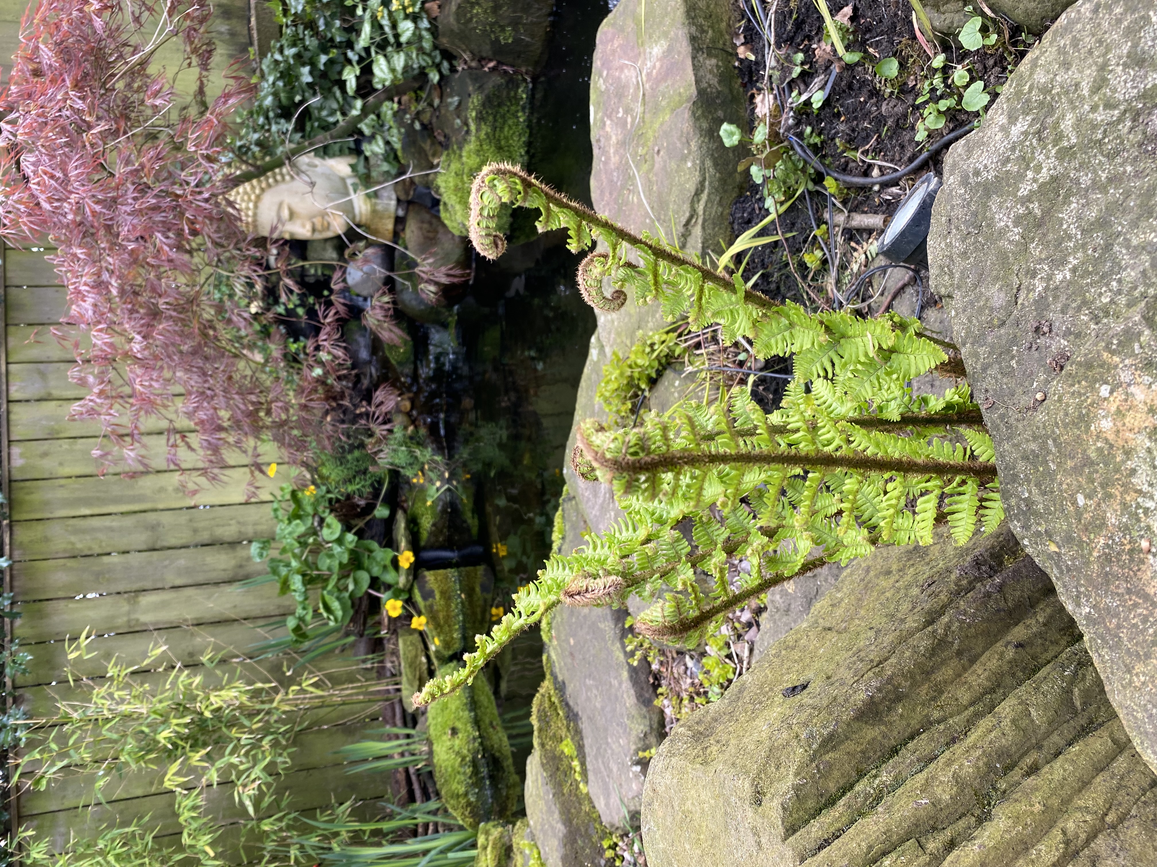 Garden Pond - Fern Detail