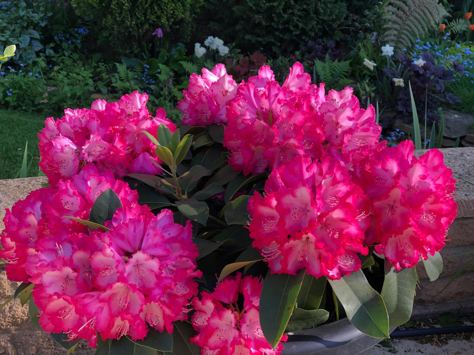 Garden - Rhododendron in Full Bloom