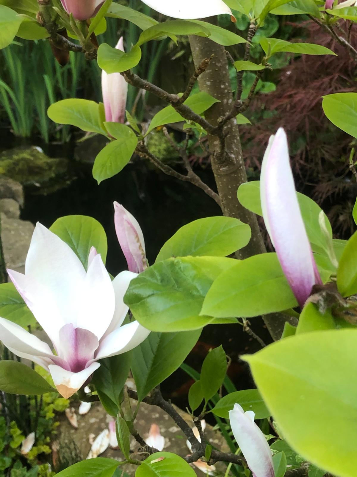 Garden - Magnolia Blossom