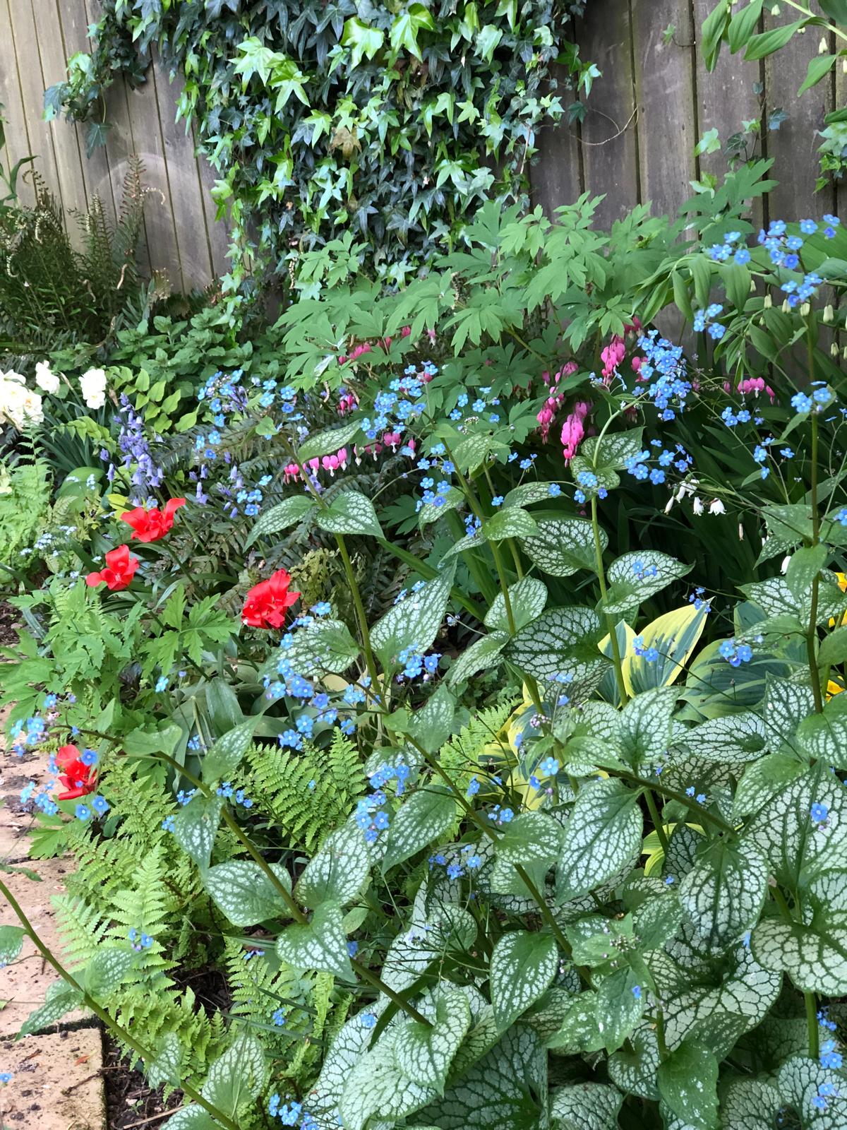 Garden - Shade Border Planting