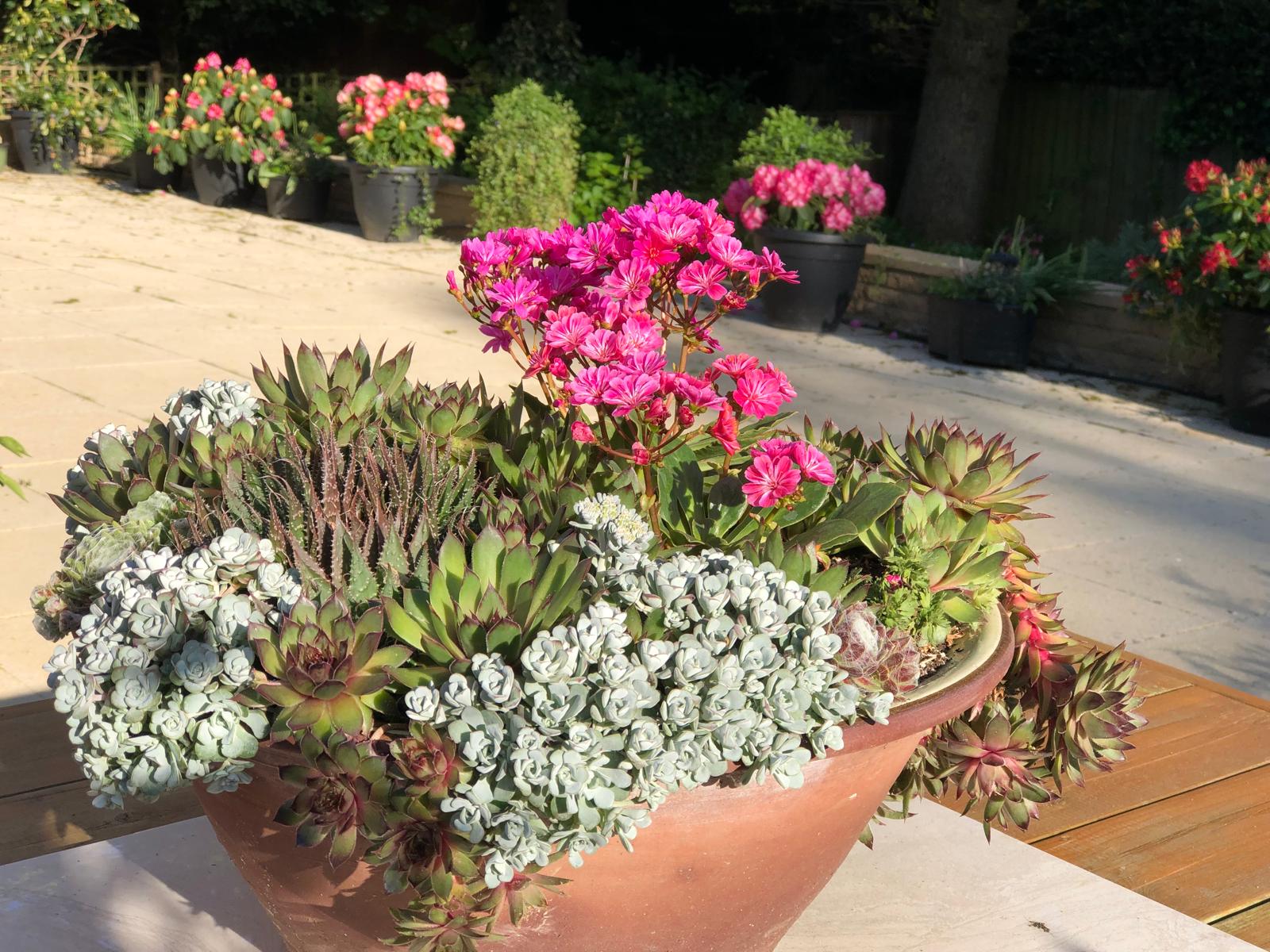 Garden - Succulent Container