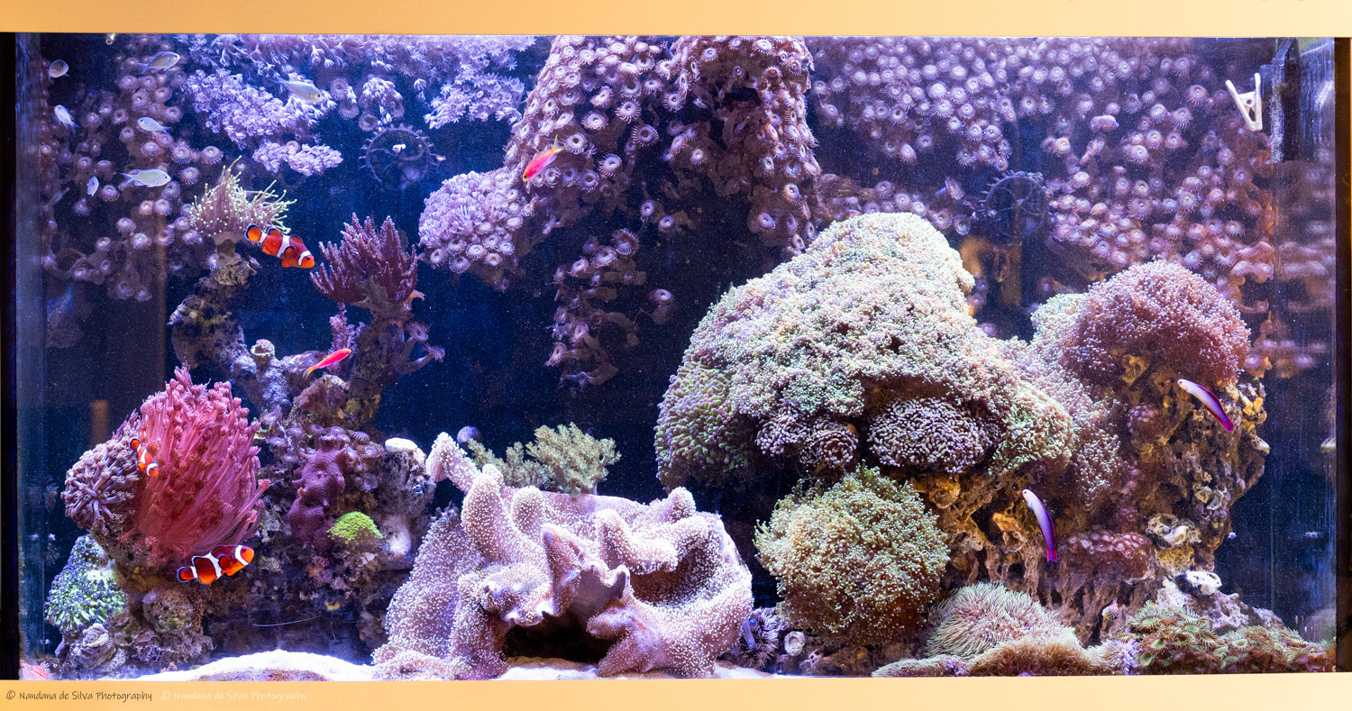 Marine Tank - Full Reef Display