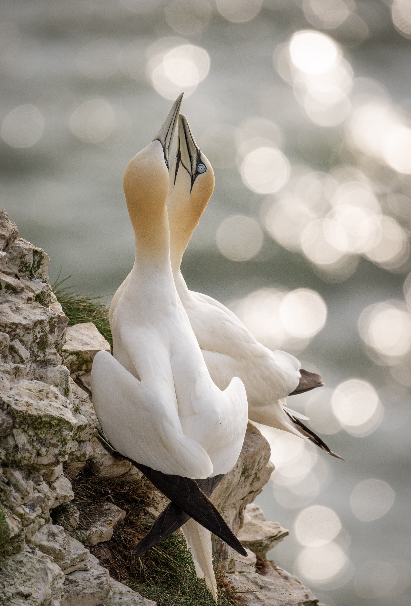 Gannets