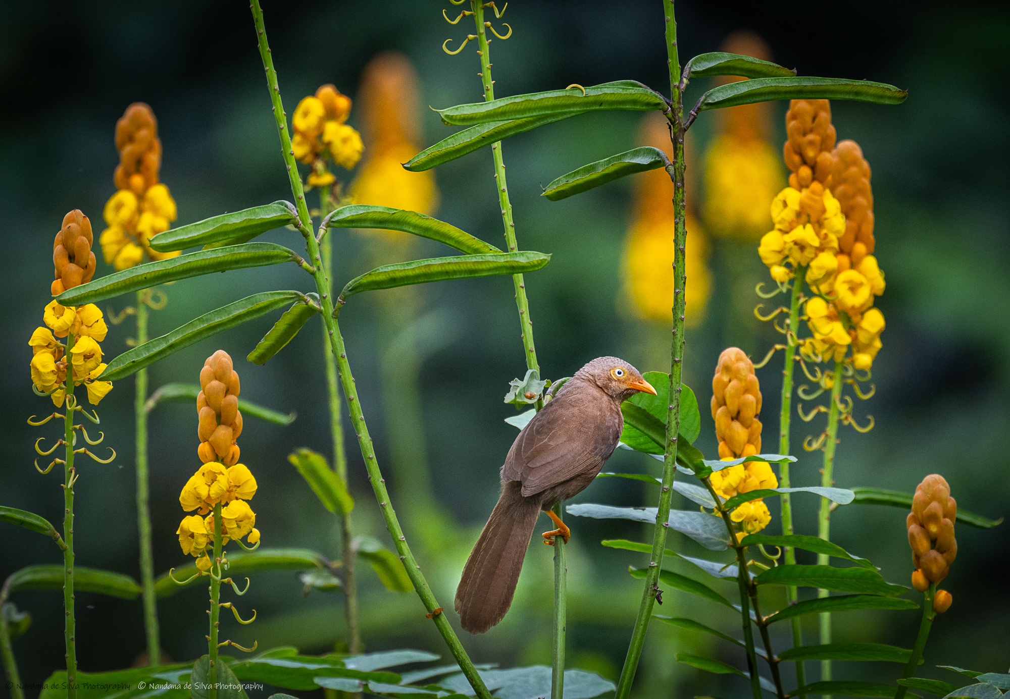 Orange-billed Babbler