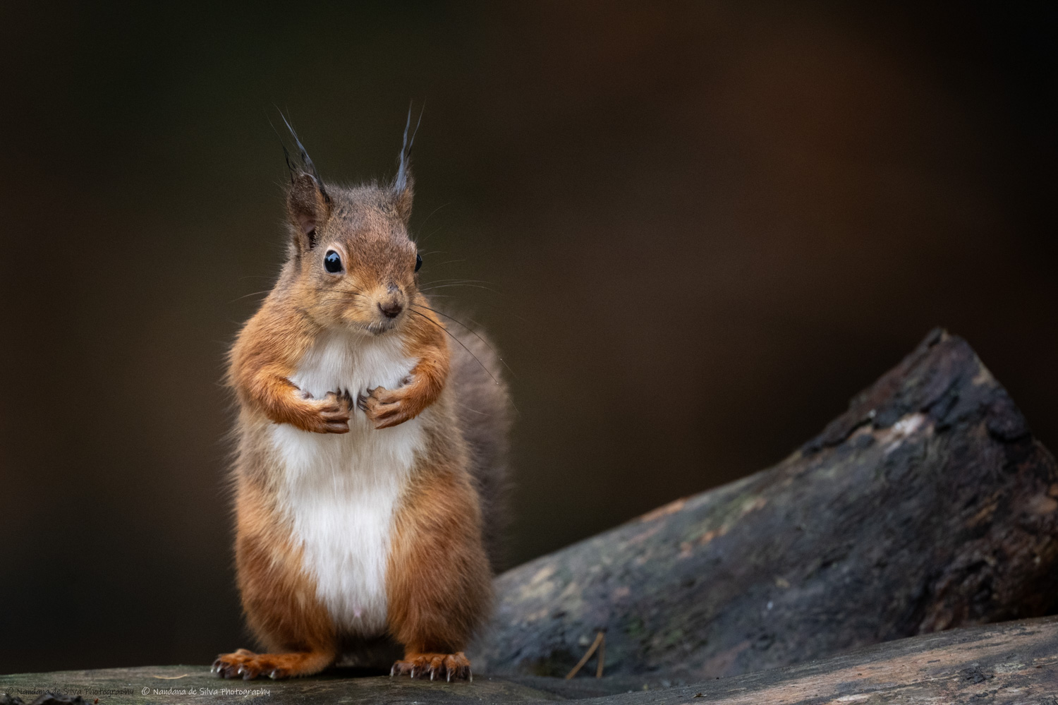 Red Squirrel